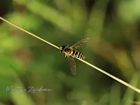 Grote langlijf [Sphaerophoria scripta]